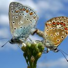 Kontakte am Himmel - auf Erden vollzogen