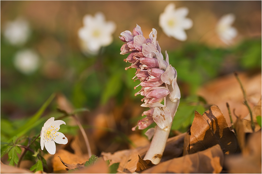 Kontra Krokus