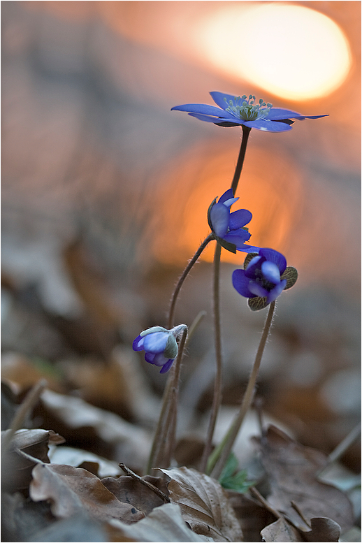 Kontra Krokus