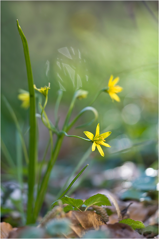 Kontra Krokus