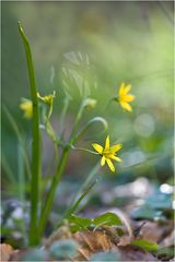 Kontra Krokus