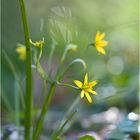 Kontra Krokus