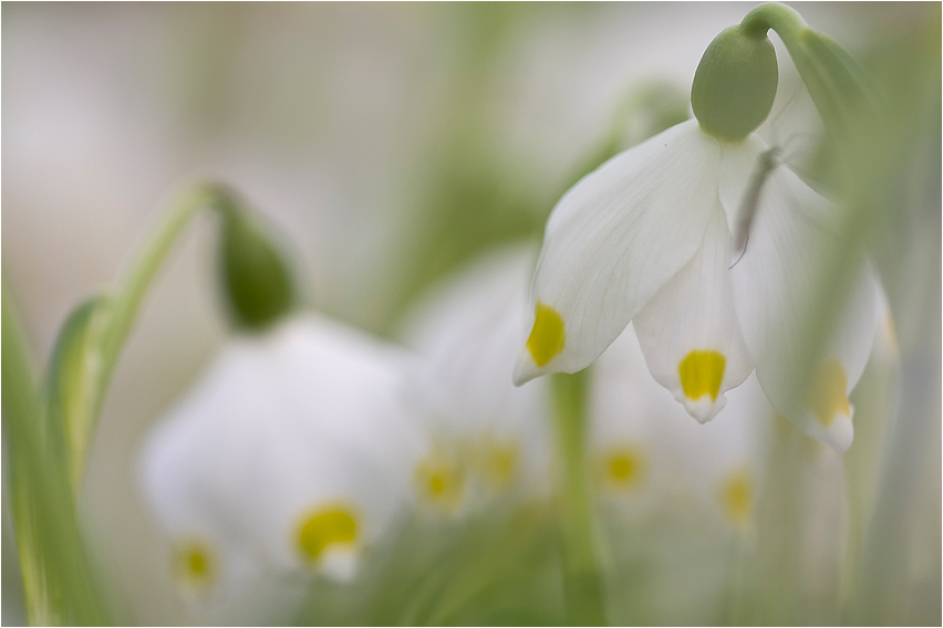 Kontra Krokus