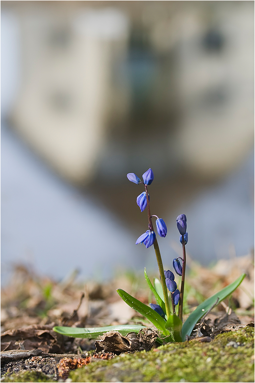 Kontra Krokus I