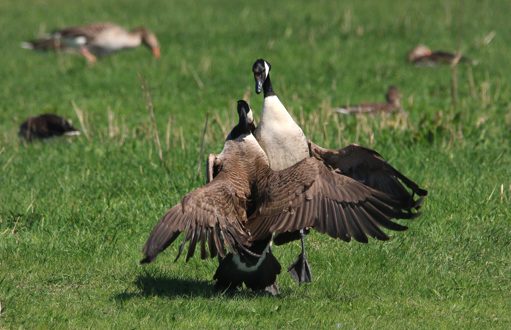 Kontrahenten, Kanadagans, Branta canadensis, kämpfende Ganter 