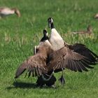 Kontrahenten, Kanadagans, Branta canadensis, kämpfende Ganter 