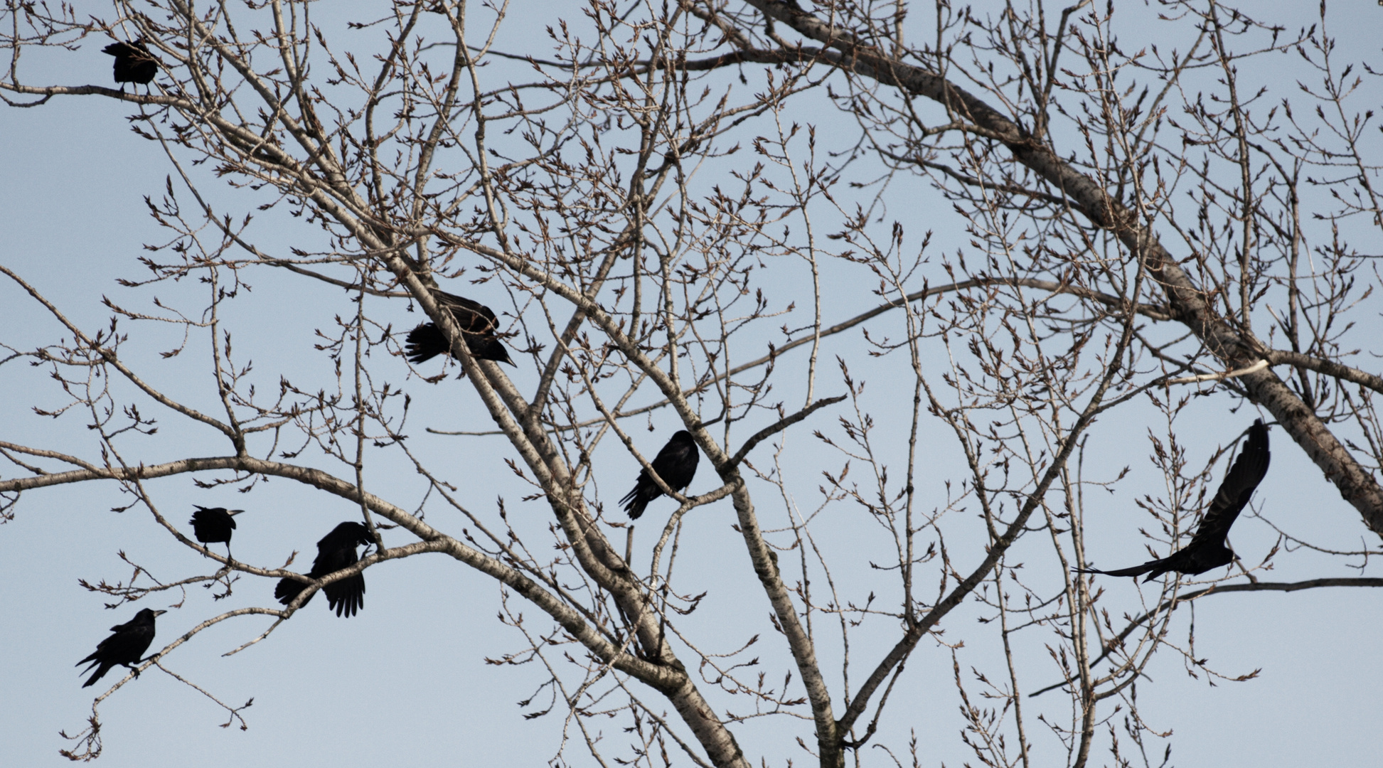 Kontrast im Baum