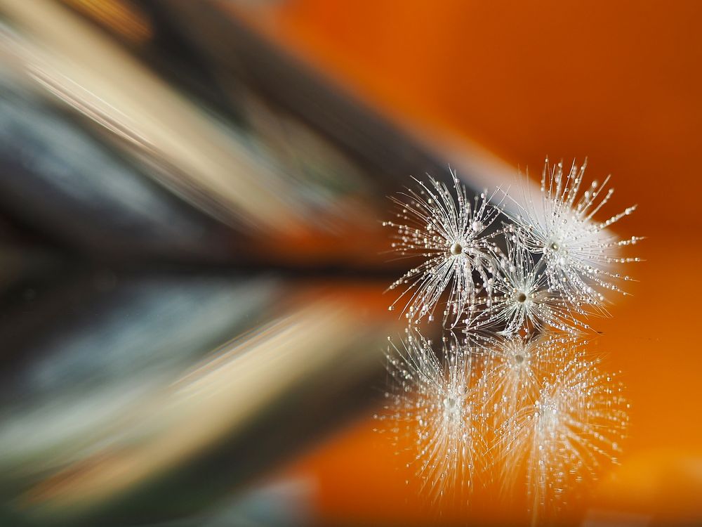 Kontraste Foto & Bild makro, natur, pflanzen Bilder auf