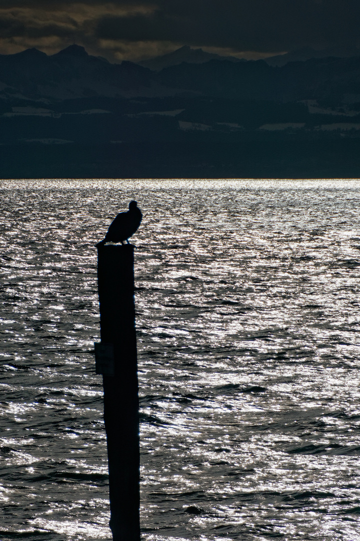 Kontraste am See