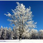 Kontraste - atemberaubend schöne Winterlandschaft