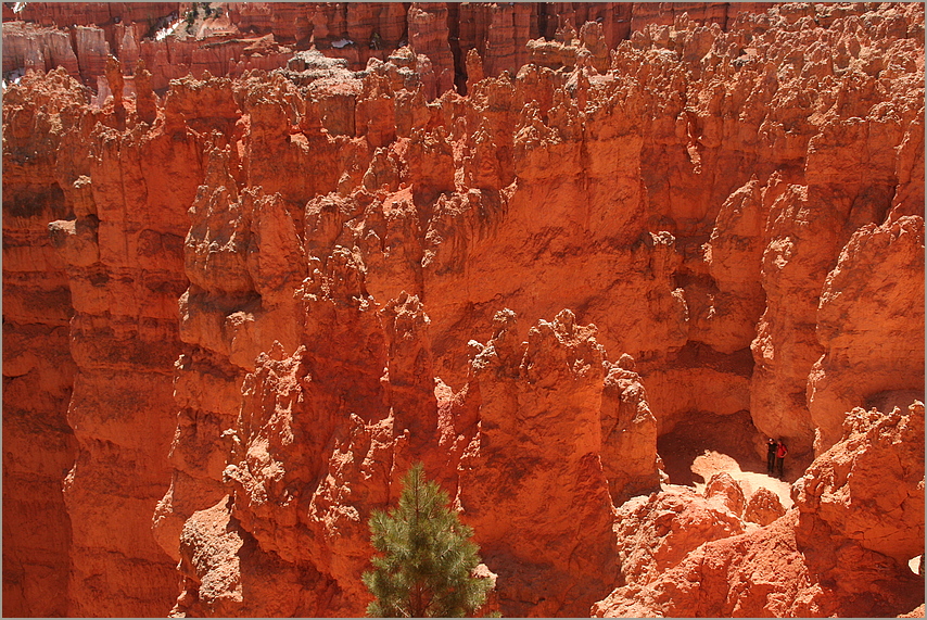 Kontraste Baum Canyon usa