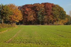 Kontraste - Baum und Hain im Herbstgewand ...