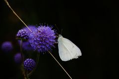 KONTRASTE der NATUR...