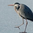 Kontraste: einer hungert wieder