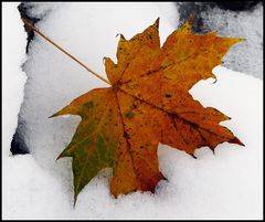 Kontraste - Herbst und Winter