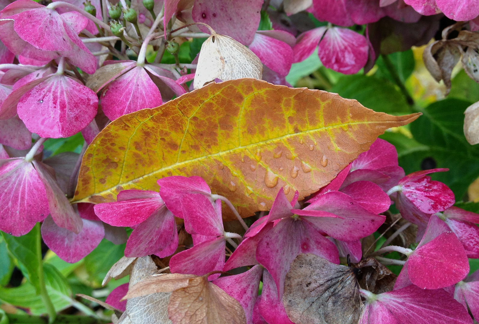 Kontraste im Herbst