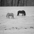 Kontraste im Schnee