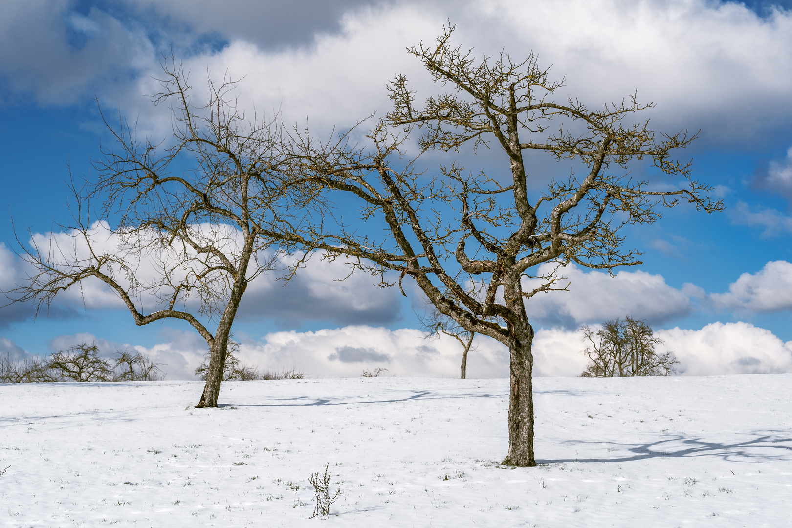 Kontraste im Schnee