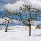 Kontraste im Schnee