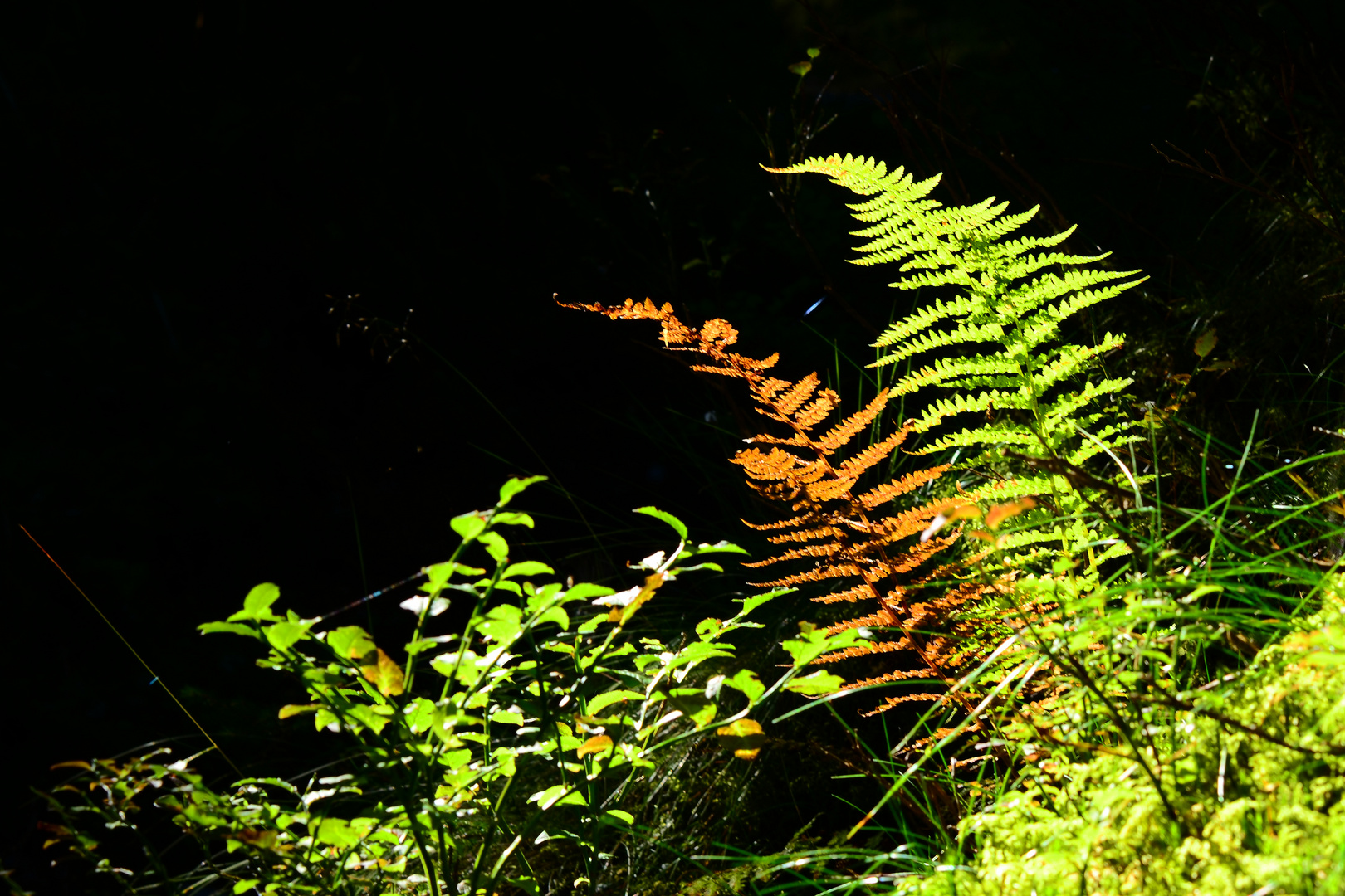 Kontraste in der Natur