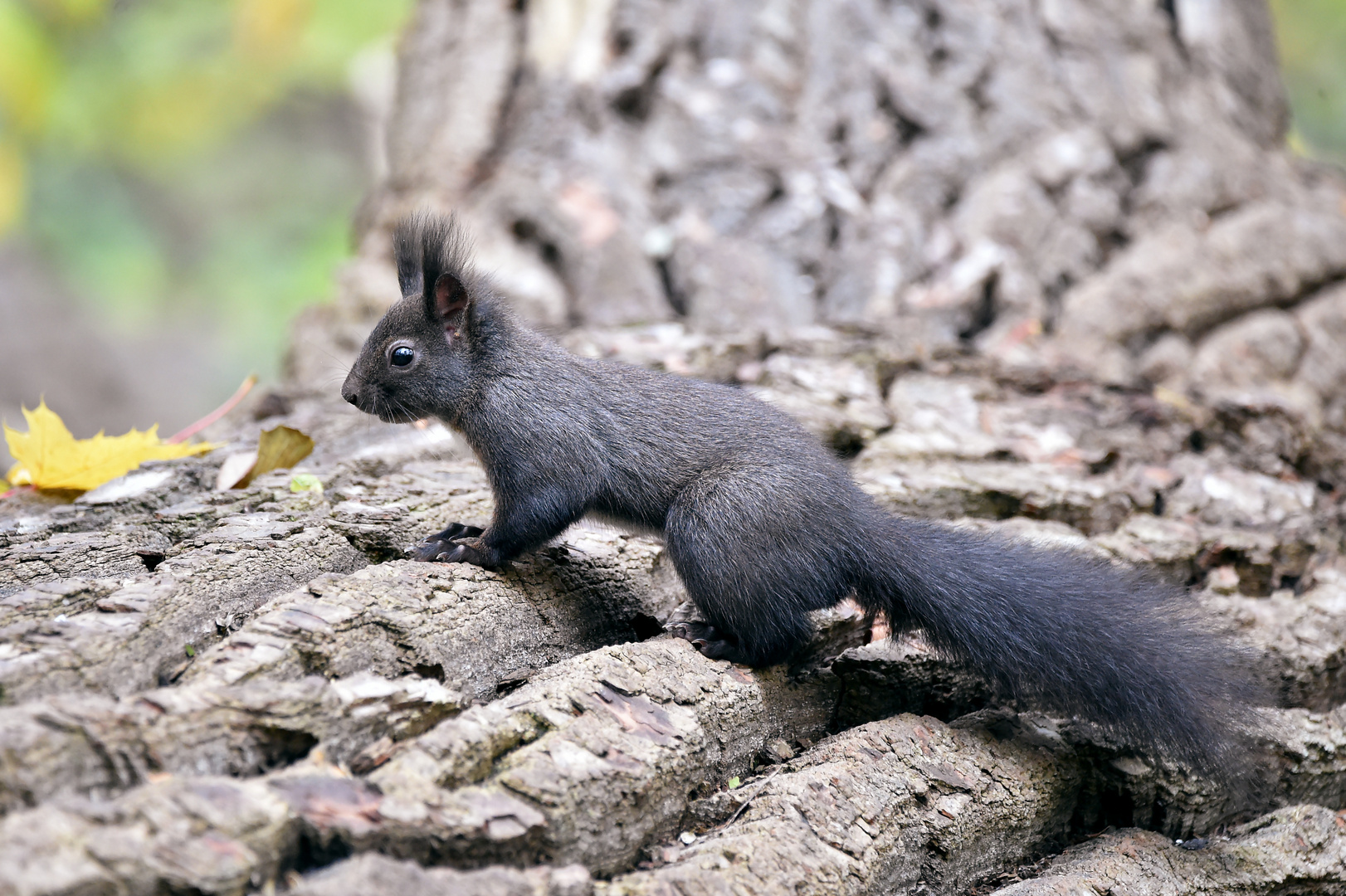 Kontrasthörnchen