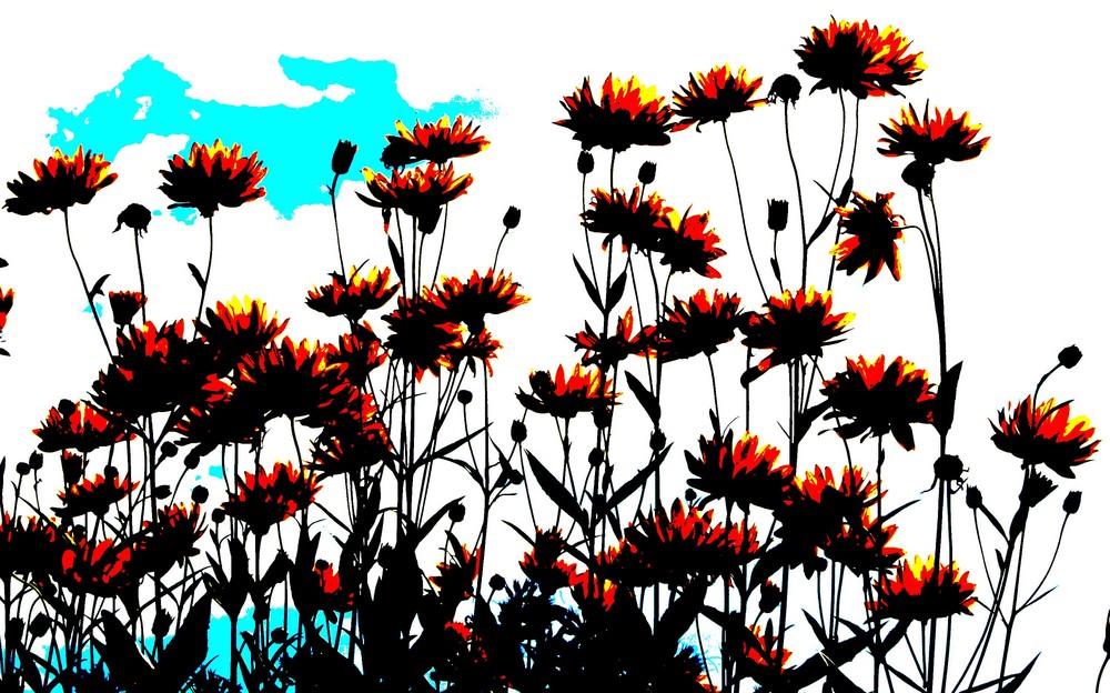 kontrastierte Sonnenblumen vor Wolkenspiel