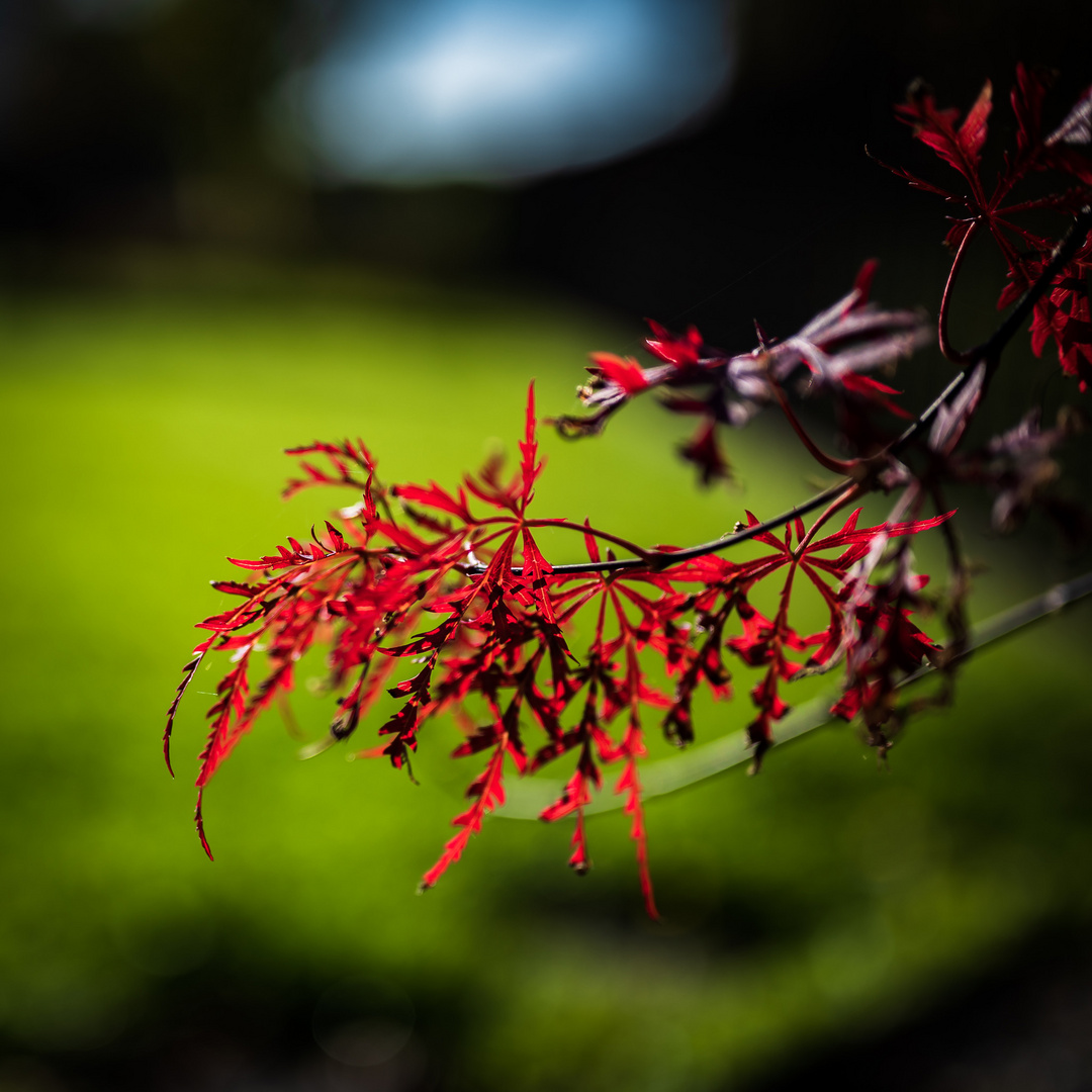 Kontrastiger Herbst