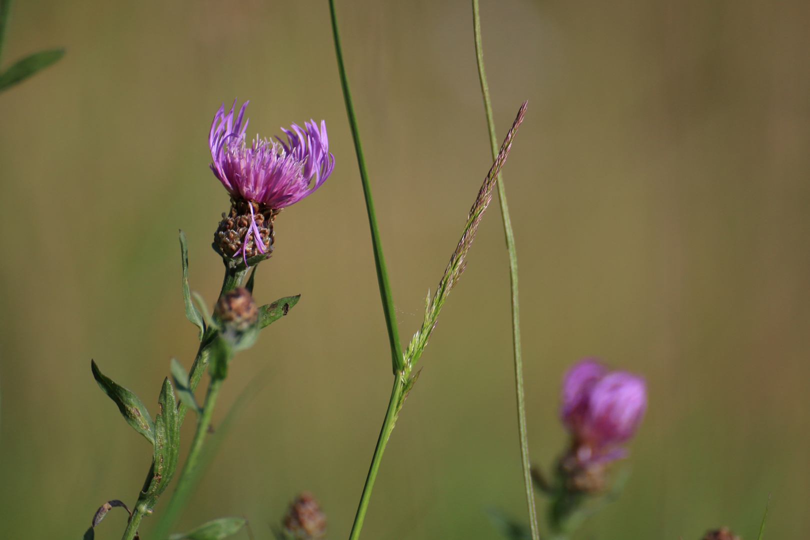 kontrastreiche Blüte