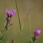 kontrastreiche Blüte