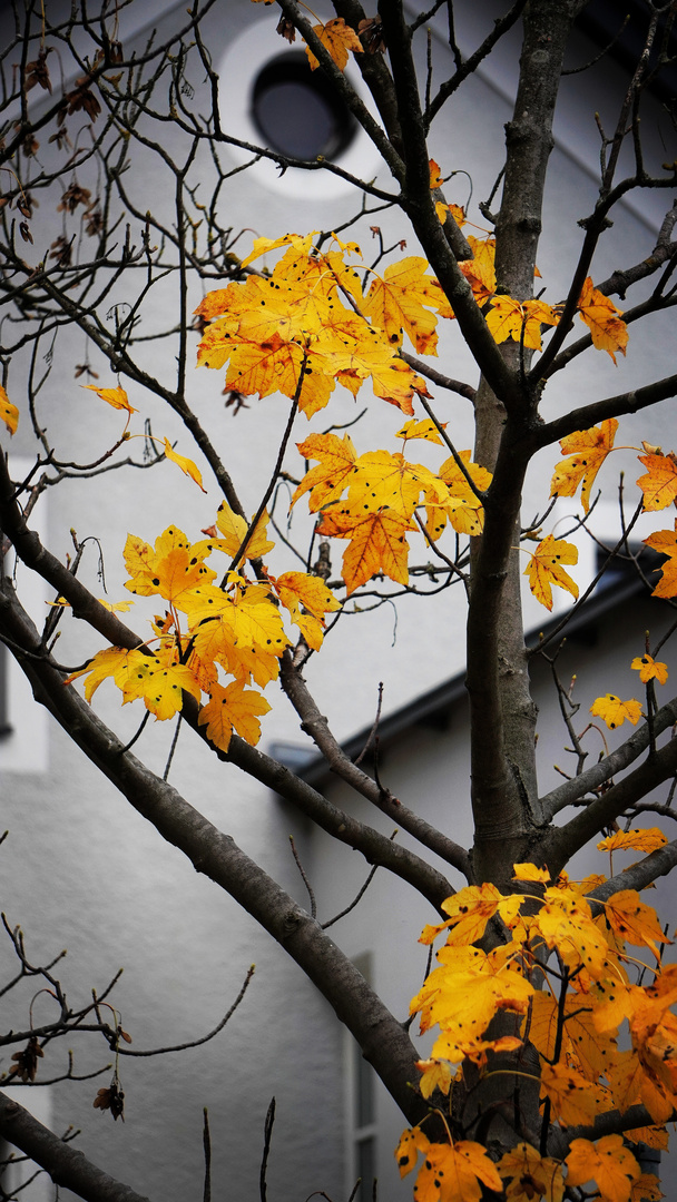 Kontrastreicher Herbst