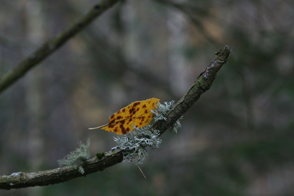 kontrastreicher herbst