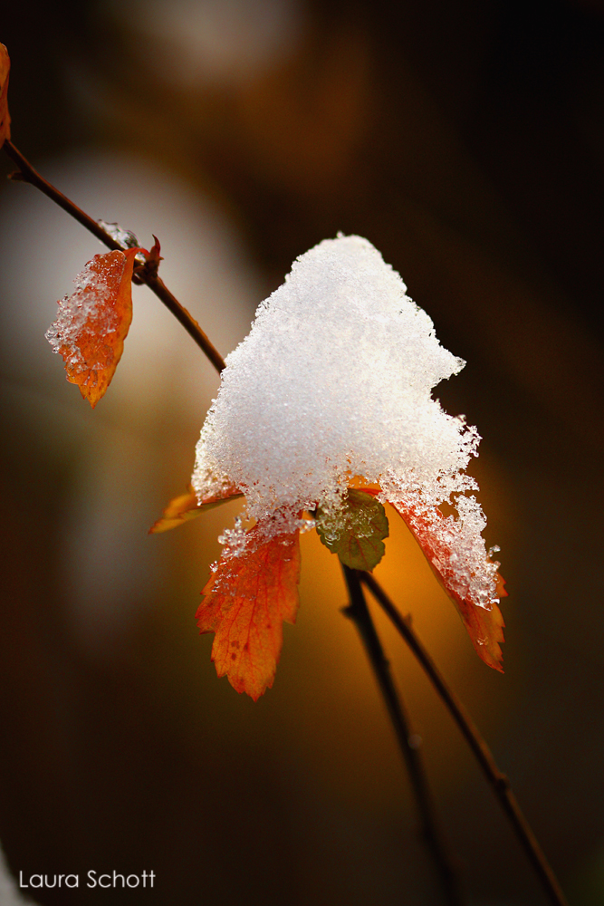 Kontrastreicher Winter II