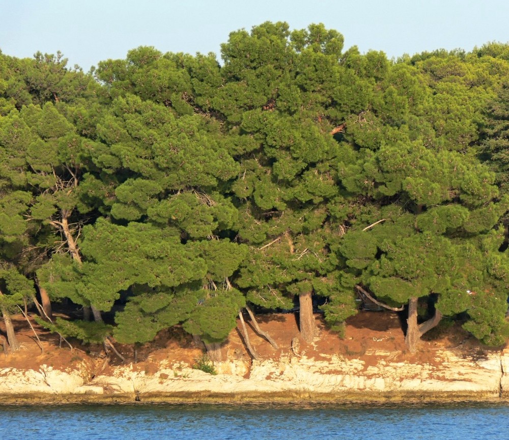 Kontrastwald kroatische Insel