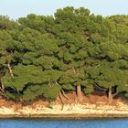 Kontrastwald kroatische Insel