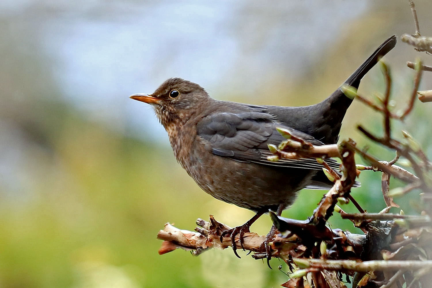 Kontrollblick [Amsel]