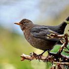 Kontrollblick [Amsel]