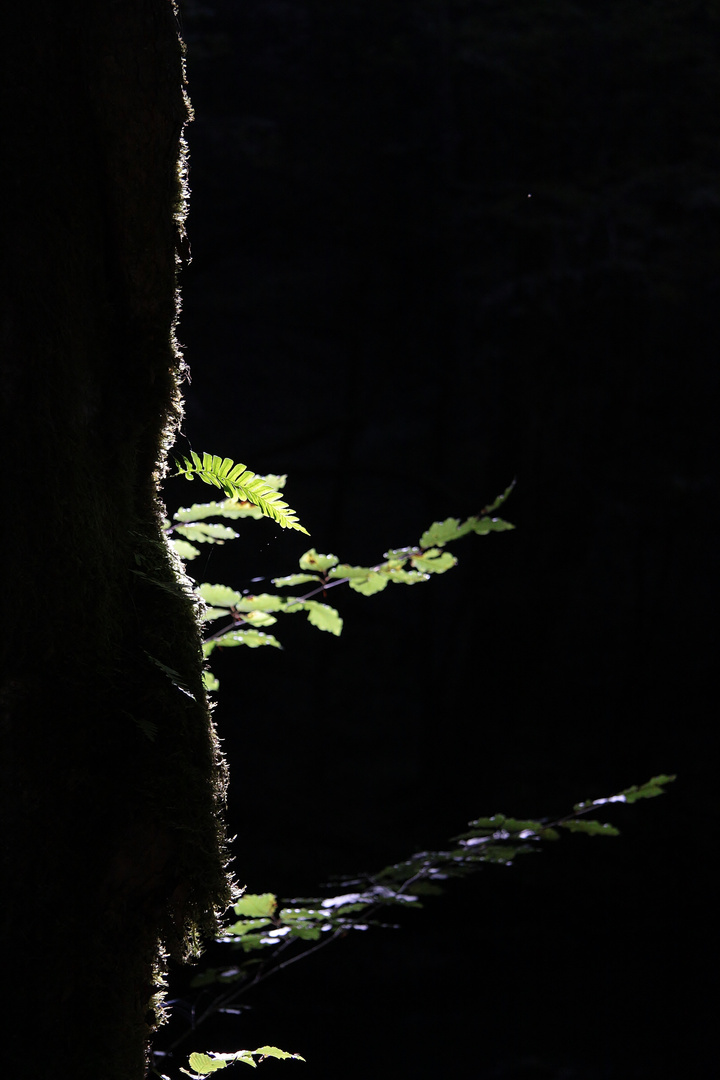 Konturen im Wald