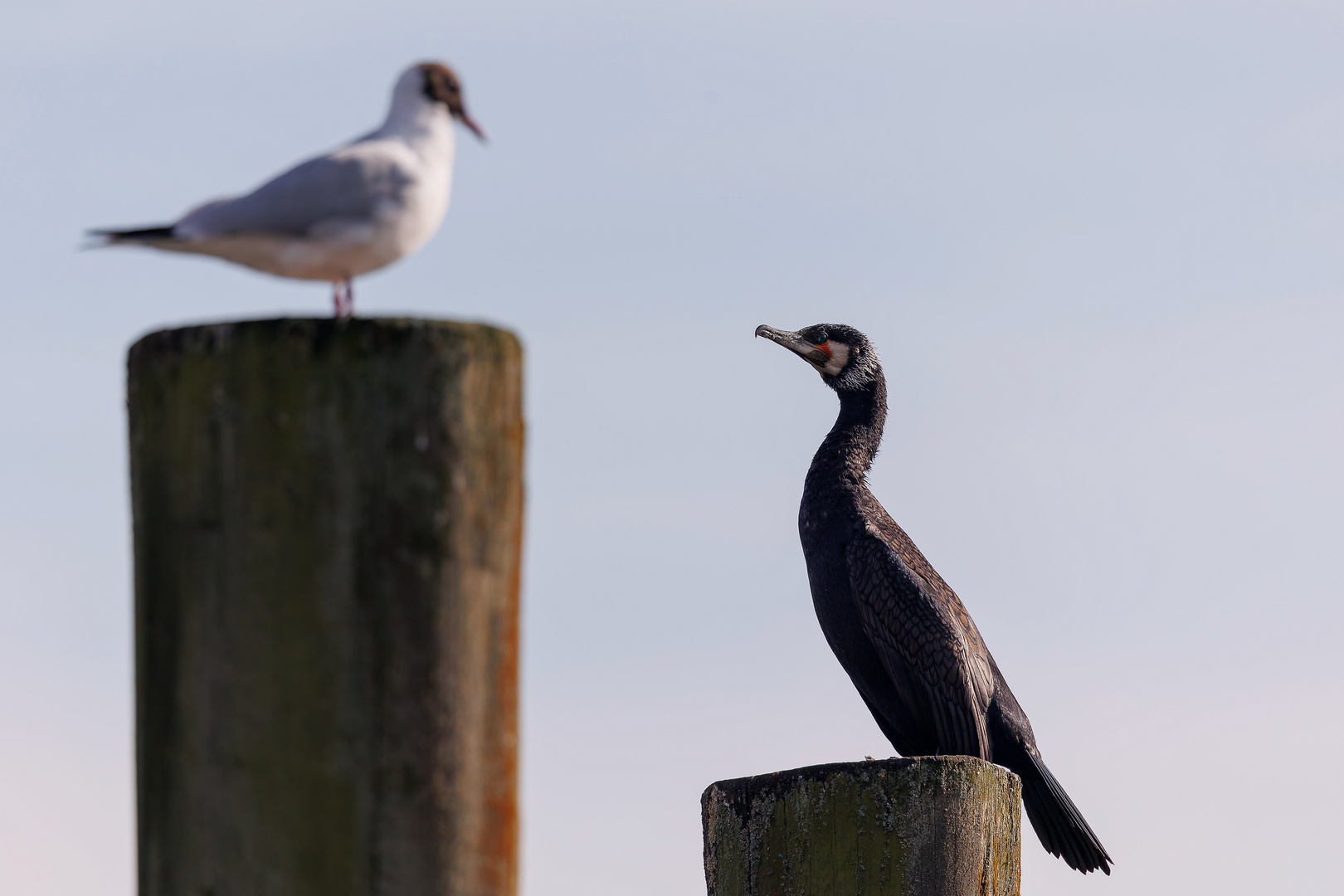 Konversation am Bodensee