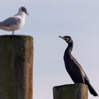 Konversation am Bodensee