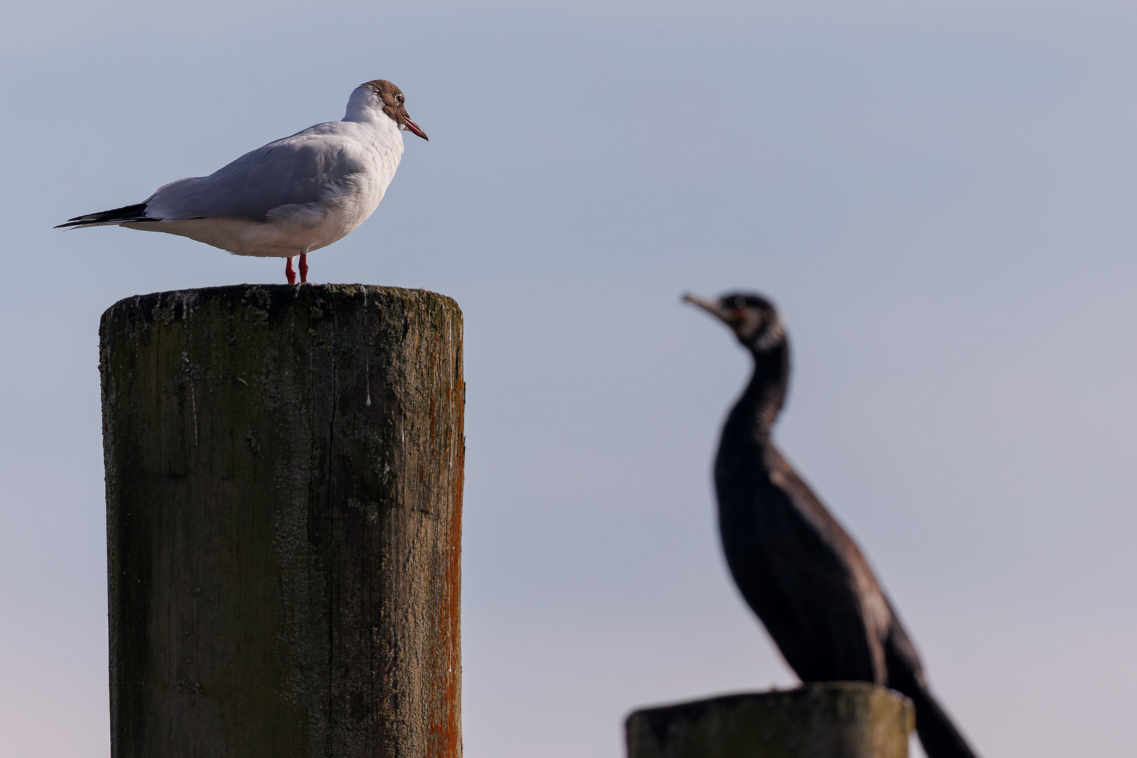 Konversation am Bodensee