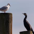 Konversation am Bodensee