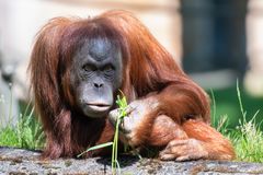 Konzentrierter Blick