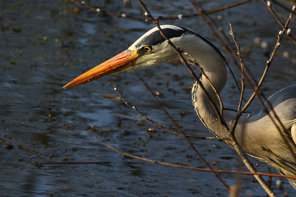 konzentrierter Blick ins Wasser