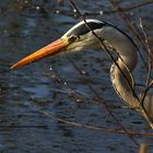 konzentrierter Blick ins Wasser