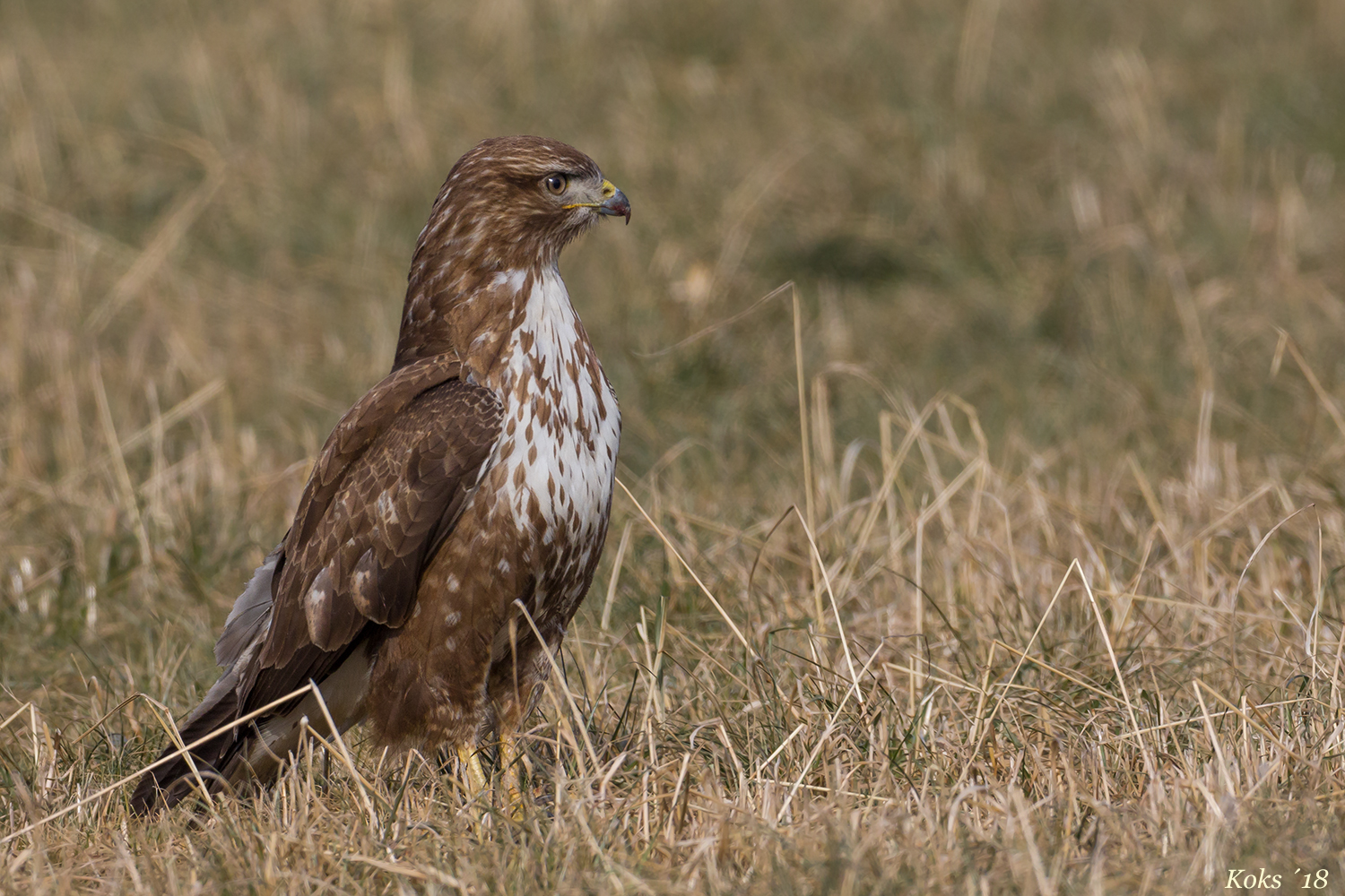 konzentrierter Buteo 