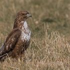 konzentrierter Buteo 