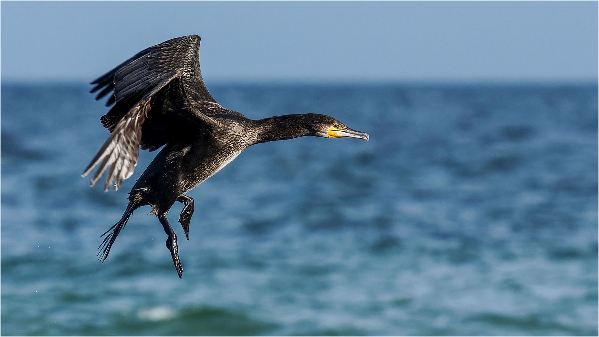 konzentrierter Landeanflug  .....