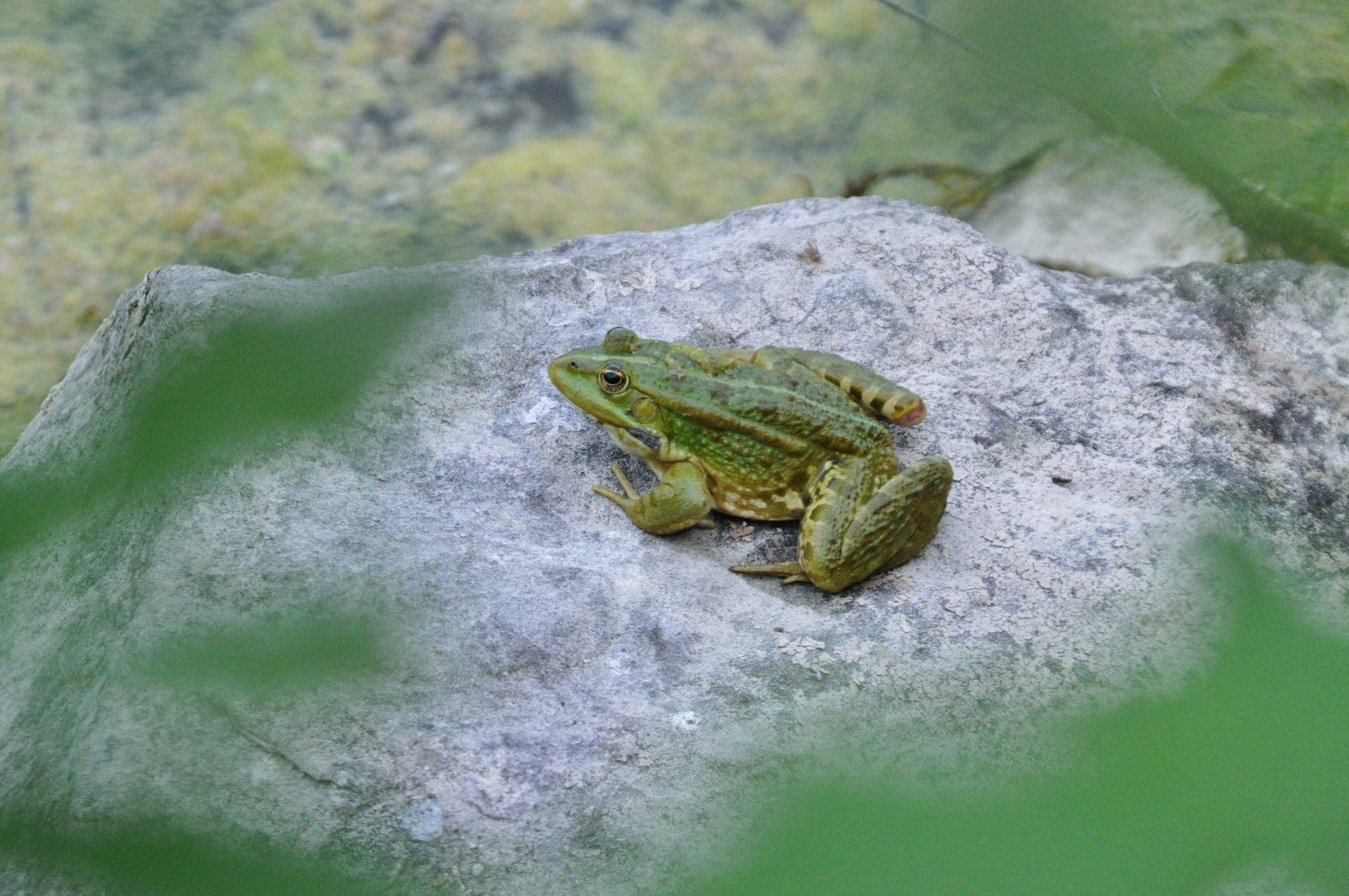 Konzert am Klostersee .......