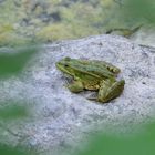 Konzert am Klostersee .......