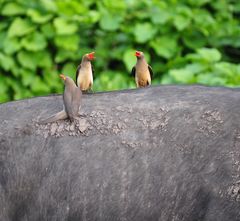 Konzert auf dem Rücken